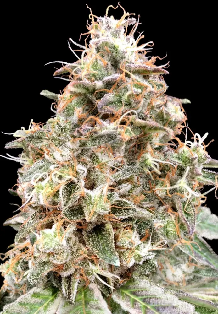 AUTO FORBIDDEN FRUIT CAKE ADVANCED SEEDS