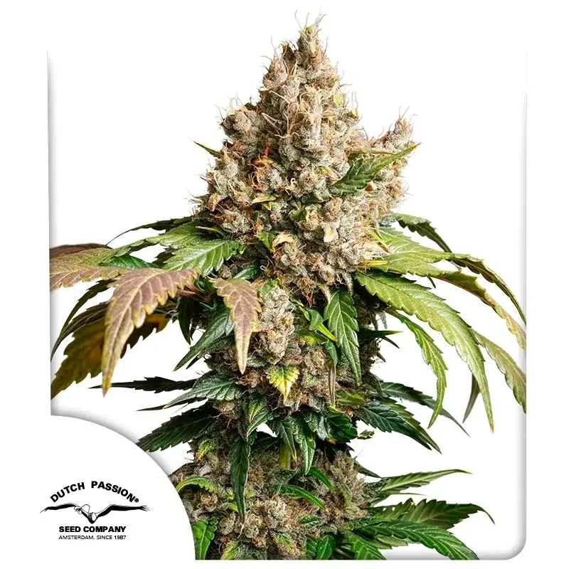 AUTO RED TROPICANA COOKIES DUTCH PASSION