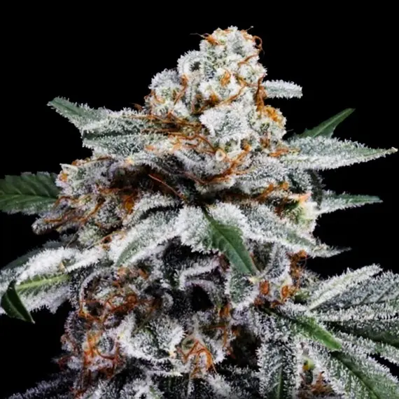 CANELO AUTO DNA GENETICS