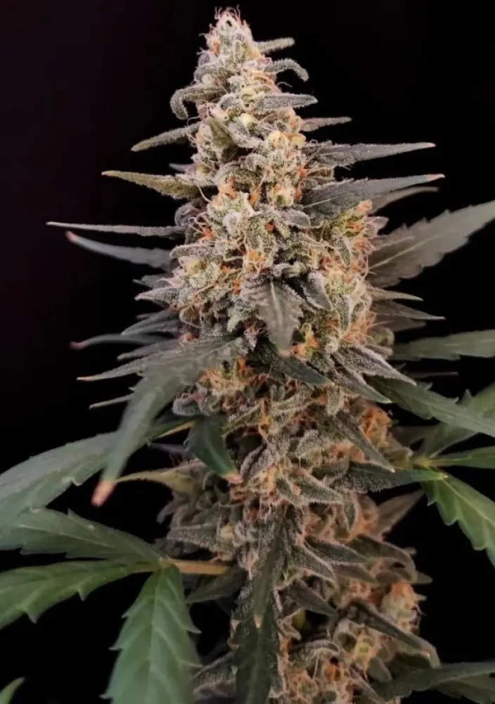 CRITICAL AUTO ORIGINAL FAST BUDS
