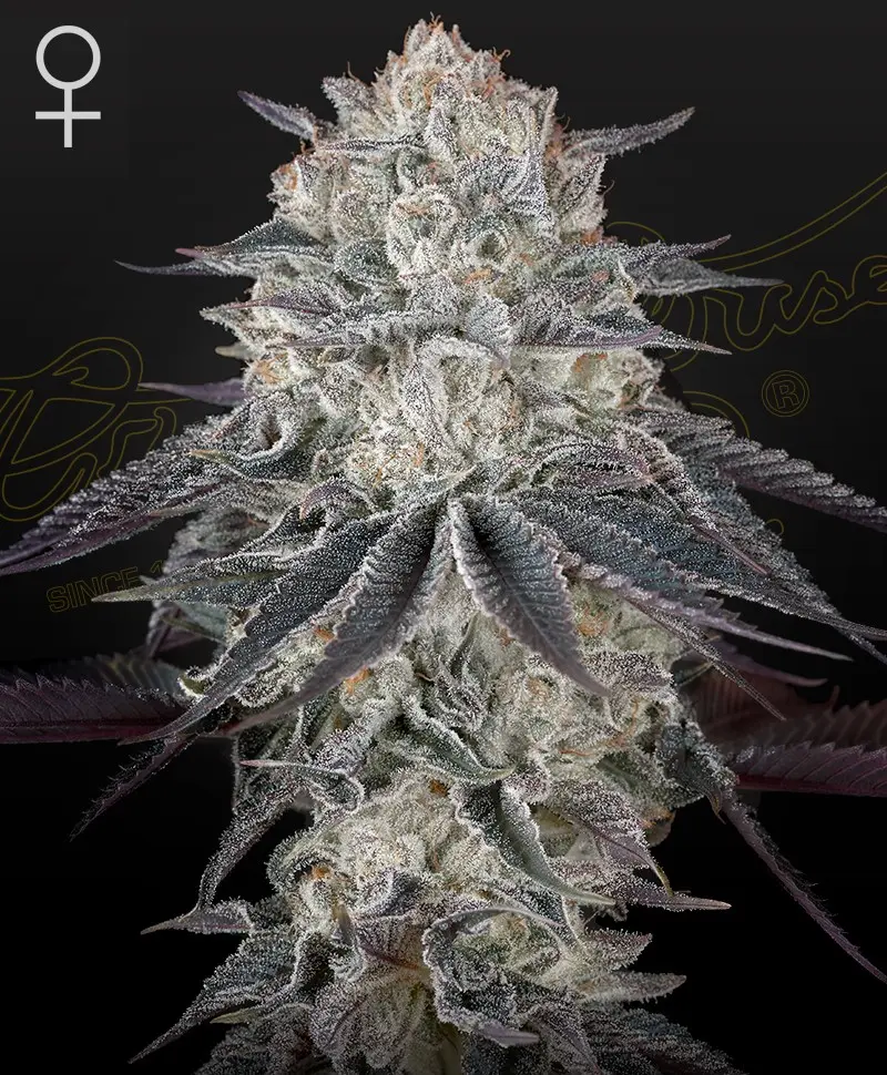 FRANCO'S FULLGAS! GREEN HOUSE SEED FEM