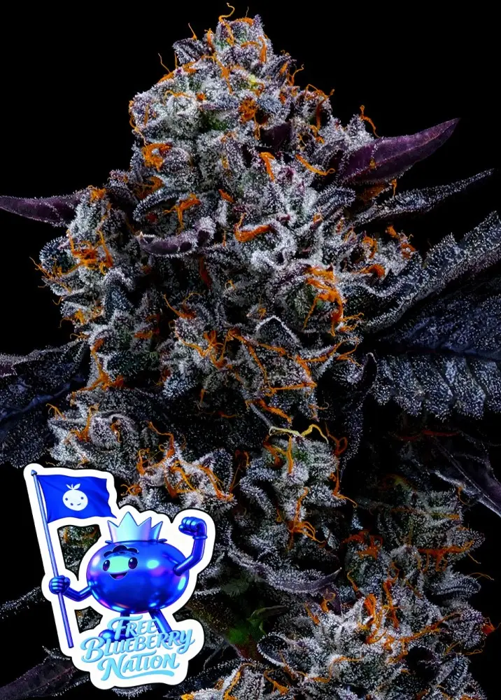 FREE BLUEBERRY NATION ANESIA SEEDS