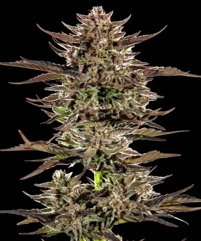 FROSTED ZINN X 3 BEARS OG AUTO BARNEY'S FARM