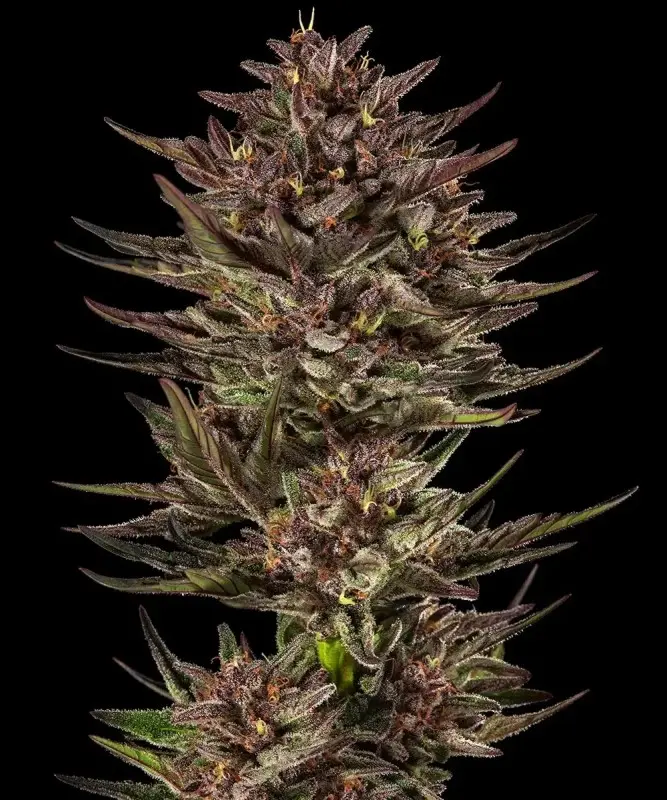 FROSTED ZINN X COOKIE DOG AUTO BARNEY'S FARM