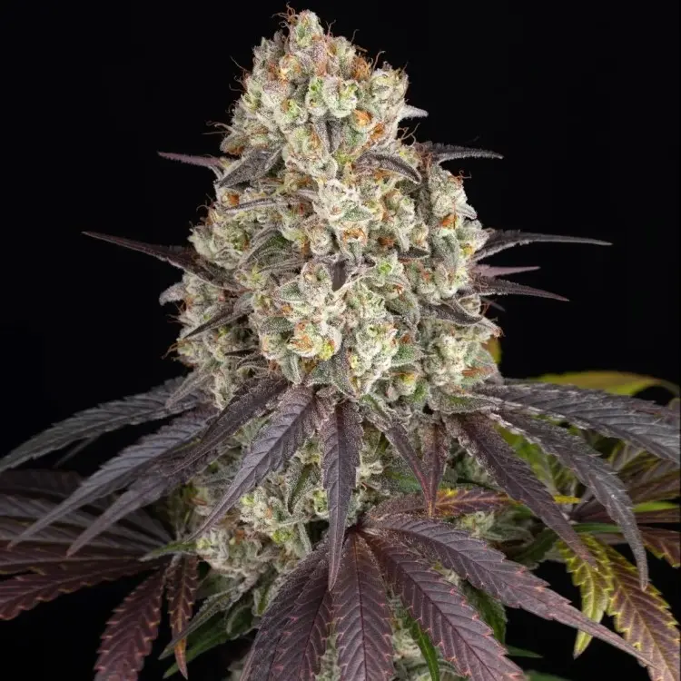 GARY PAYTON STRAIN BARNEY'S FARM FEM