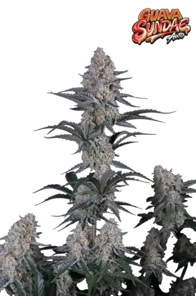 GUAVA SUNDAE AUTO FAST BUDS