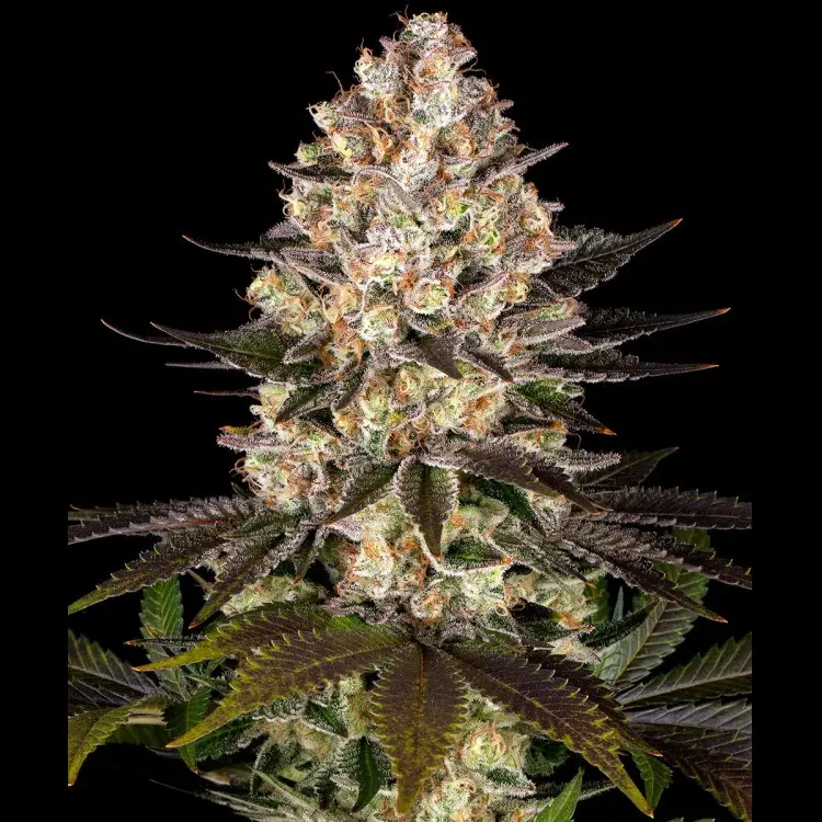 HINDU KUSH BARNEY'S FARM FEM