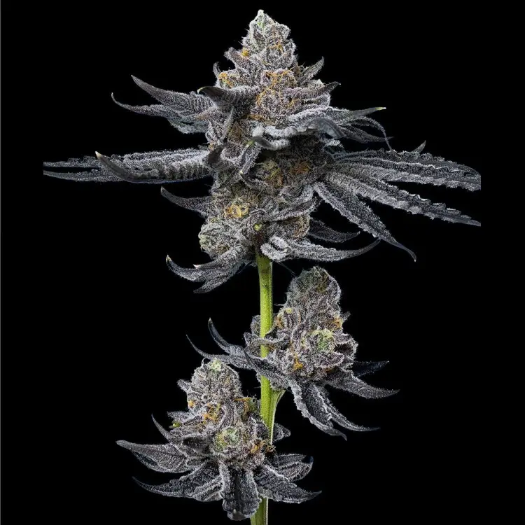 LFG BARNEY'S FARM FEM