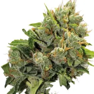 LARRY VALLEY (LARRY OG KUSH X GIRL SCOUT COOKIES) GURU PLANT GENETIK FEM