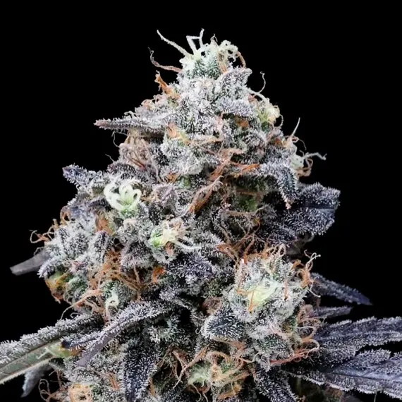 MACMELON AUTO DNA GENETICS