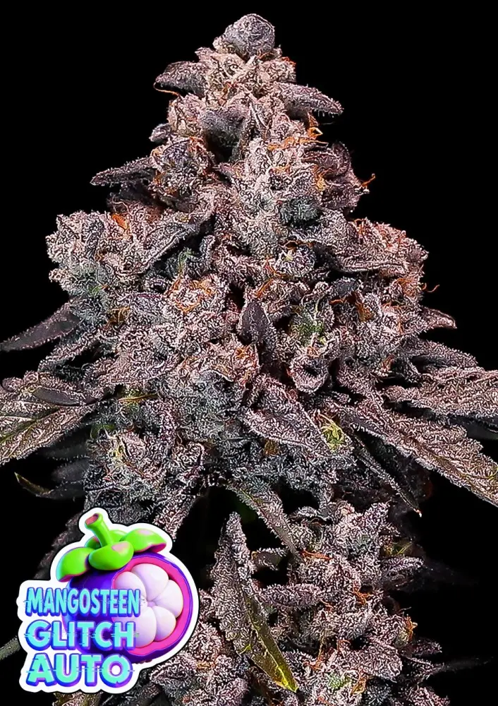MANGOSTEEN GLITCH AUTO ANESIA SEEDS