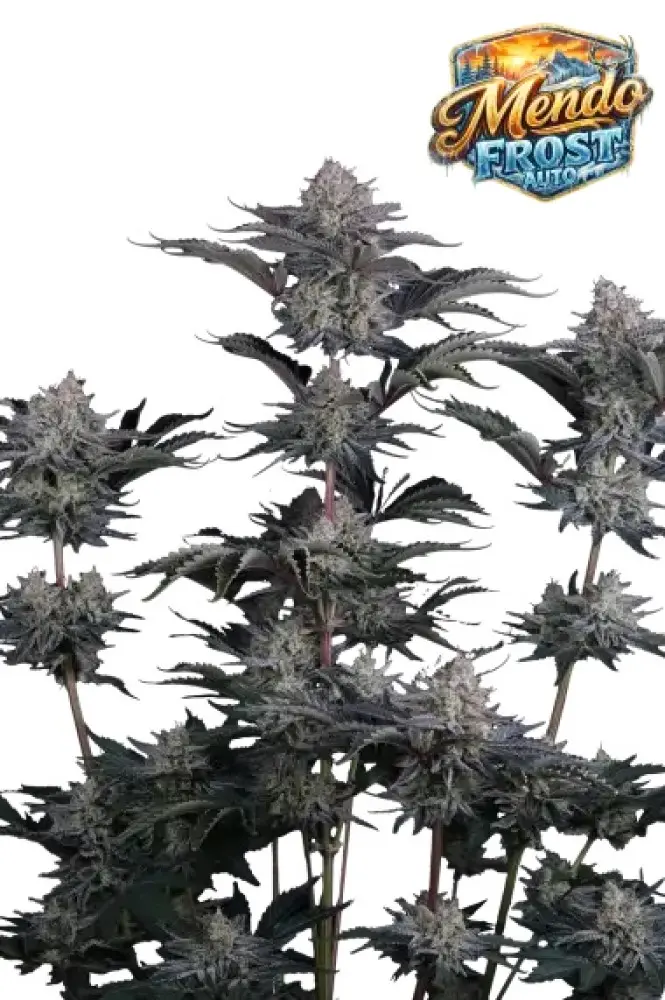 MENDO FROST AUTO FAST BUDS