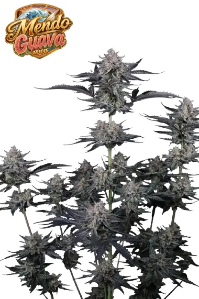 MENDO GUAVA AUTO FAST BUDS