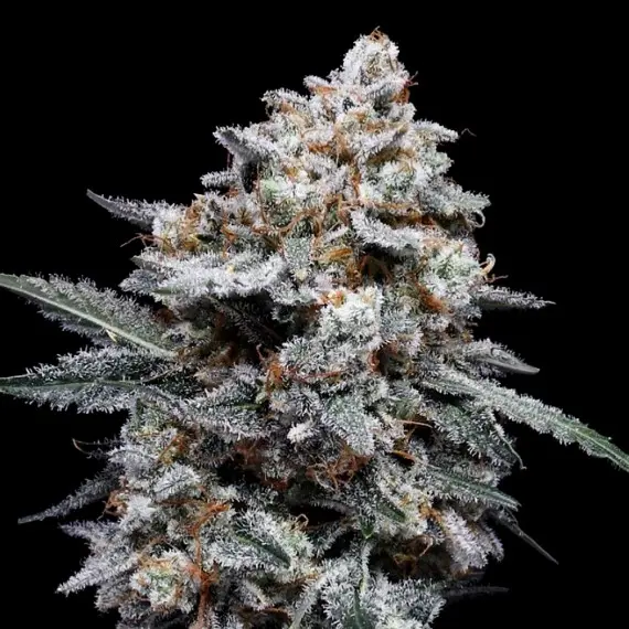 PATRICK SWAYZE AUTO DNA GENETICS