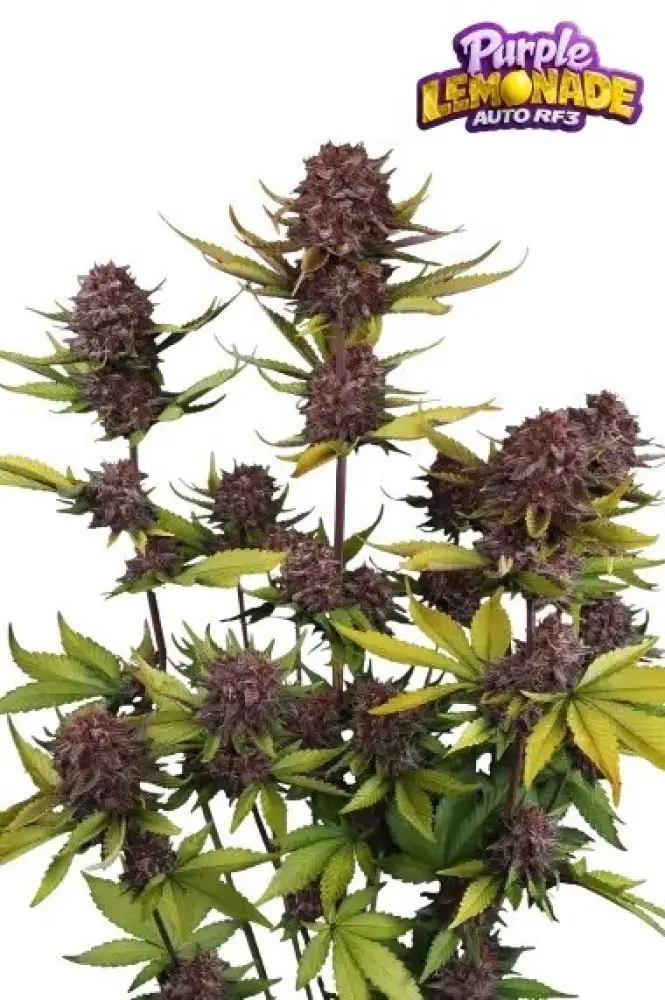 PURPLE LEMONADE AUTO RF3 FAST BUDS