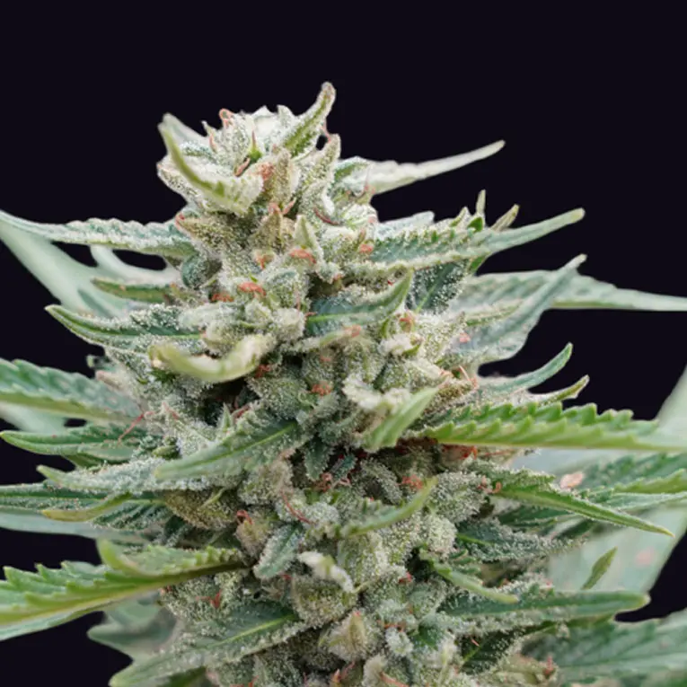 SANTA MARIA BILBO AUTO GENEHTIK SEEDS
