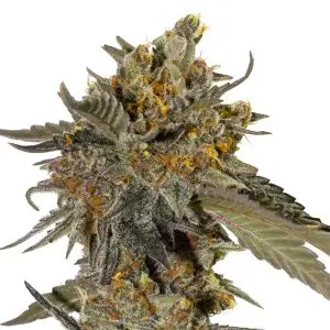 SUPER ATTACK (BRUCE BANNER X GREESE MONKEY) GURU PLANT GENETIK FEM