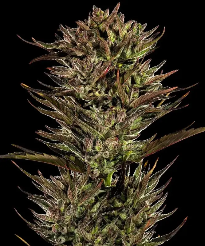 THIN MINT X SOUR PINOT AUTO BARNEY'S FARM