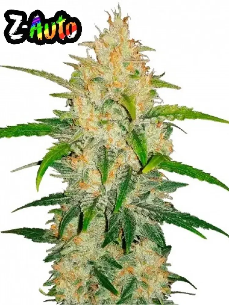 Z AUTO FAST BUDS