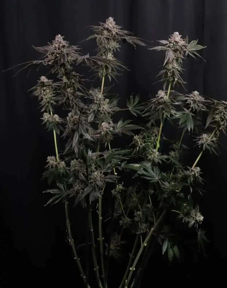 Z42 FAST BUDS FEM