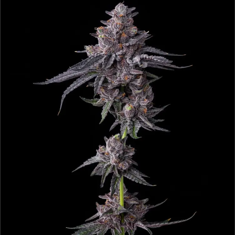 ZILLIONS BARNEY'S FARM FEM