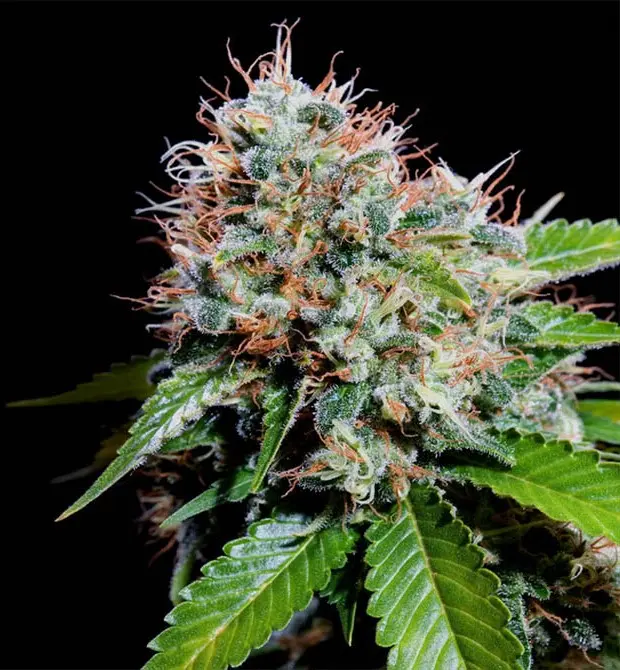 ZURI WIDOW GENEHTIK SEEDS